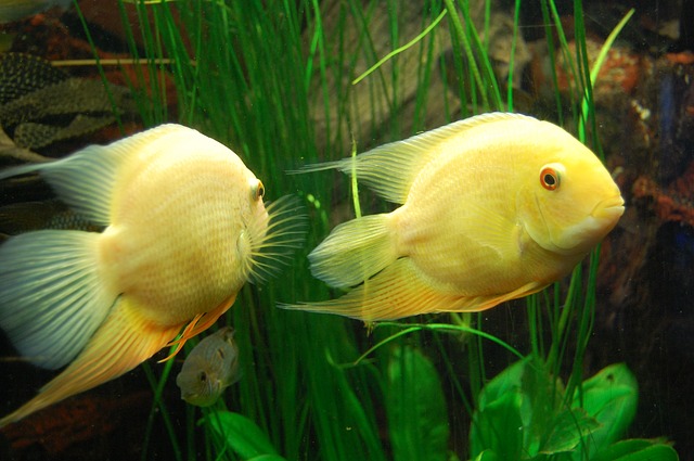 žluté rybičky plavou v akváriu